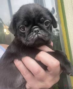 Black and beige pug puppies Males From Russia