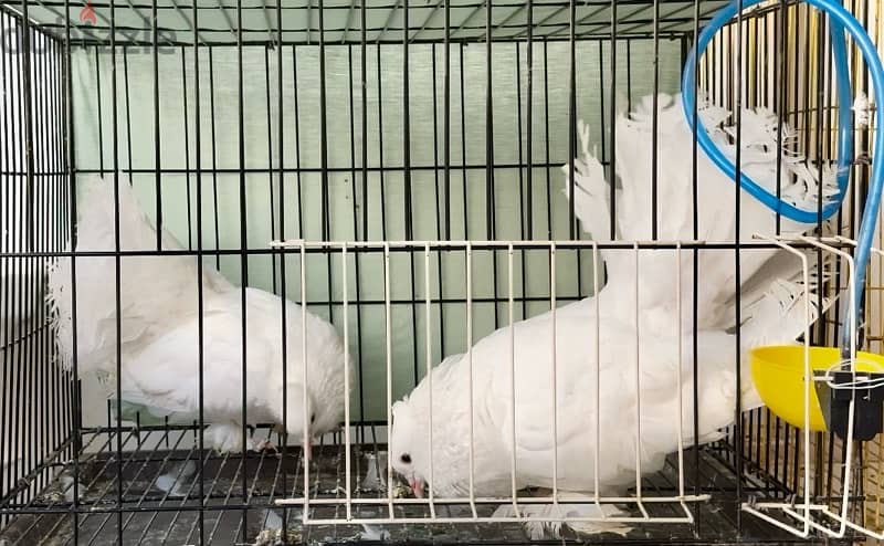 Indian fantail pair 1