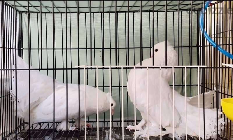 Indian fantail pair 3