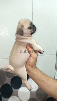 جراوى pug بيور 50 يوم يوجد ذكور  اهالي بيور