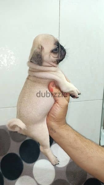 جراوى pug بيور 50 يوم يوجد ذكور  اهالي بيور 0