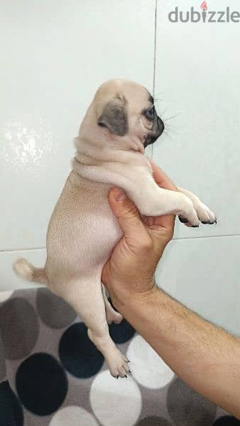 جراوى pug بيور 50 يوم يوجد ذكور  اهالي بيور 1