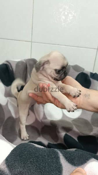 جراوى pug بيور 50 يوم يوجد ذكور  اهالي بيور 2