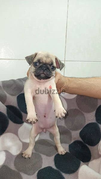 جراوى pug بيور 50 يوم يوجد ذكور  اهالي بيور 3