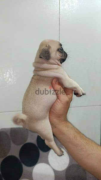 جراوى pug بيور 50 يوم يوجد ذكور  اهالي بيور 4