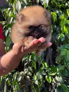 female Pomeranian puppy , انثي بوميرنيان 0