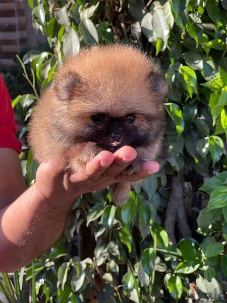 female Pomeranian puppy , انثي بوميرنيان 1