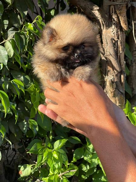 female Pomeranian puppy , انثي بوميرنيان 2