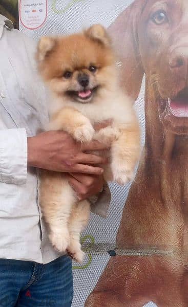 female Pomeranian puppy , انثي بوميرنيان 3