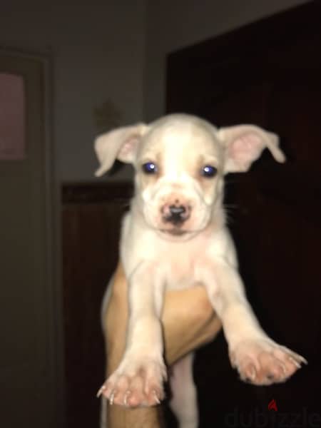 Mini-pitbull Puppies 8