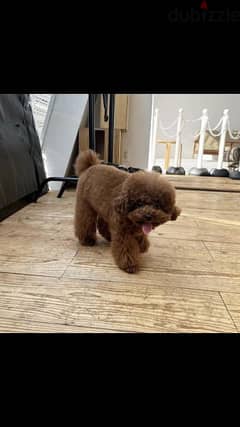 toy poodle pupyes توي بودل