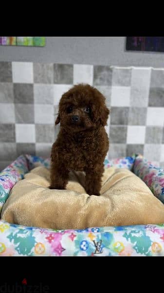 toy poodle pupyes توي بودل 1