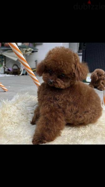 toy poodle pupyes توي بودل 2