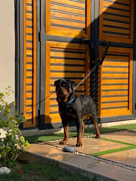 كلب روت وايلر الماني Rottweiler male & female pure 4