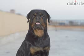 pure Rottweiler for sale 0