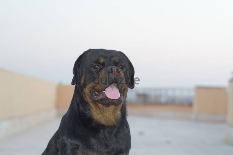 pure Rottweiler for sale 1