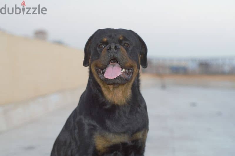 pure Rottweiler for sale 3