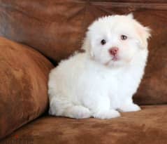 havanese هافانيز