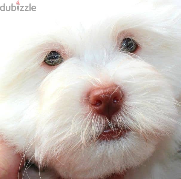 havanese هافانيز 1