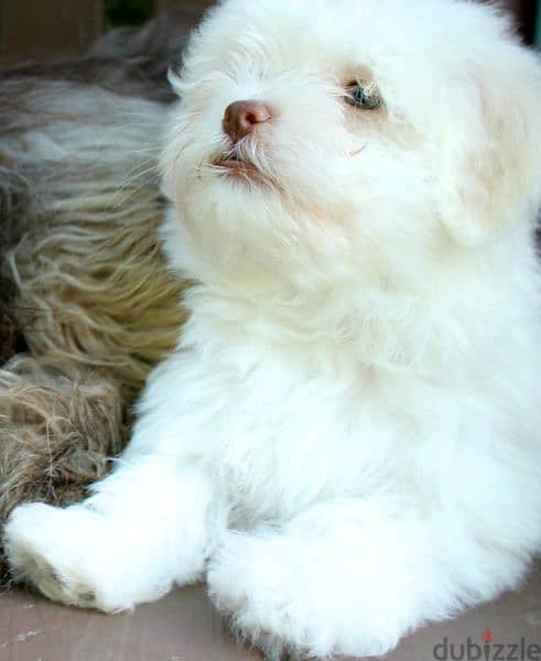 havanese هافانيز 2