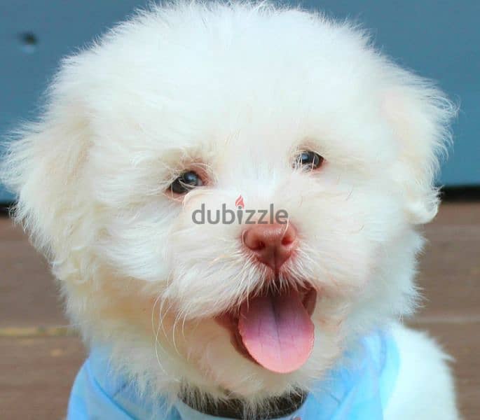 havanese هافانيز 4