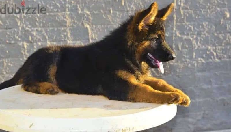 German Shepherd 5