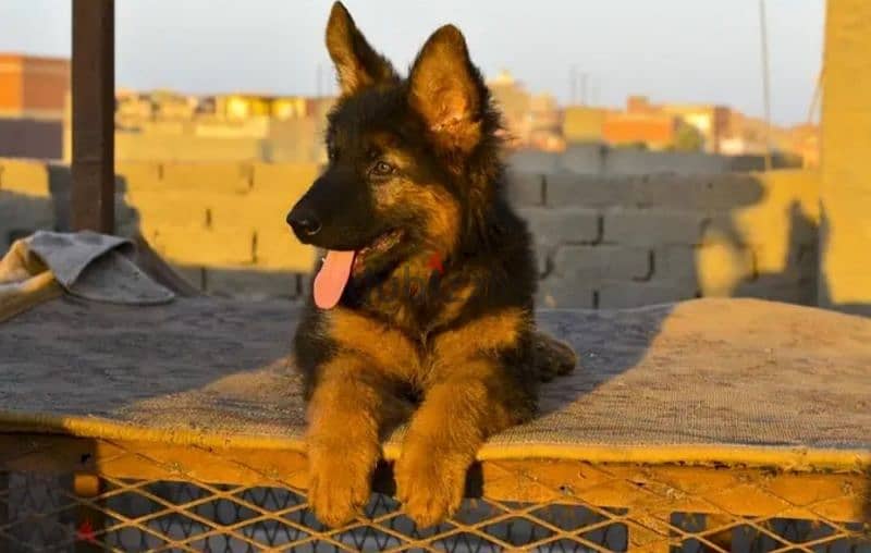 German Shepherd 6