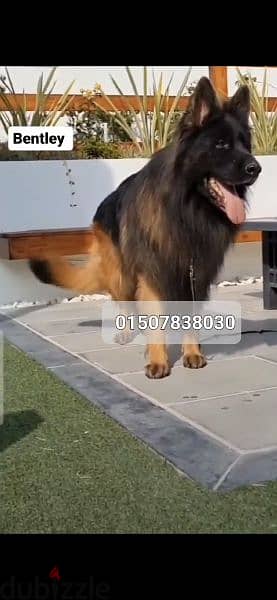 German Shepherd 9