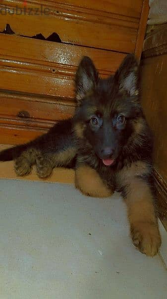 German Shepherd 12