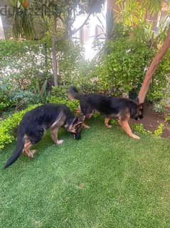 Two German Shepherd puppies