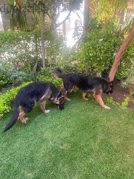 Two German Shepherd puppies 0