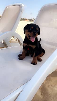 Rottweiler روت وايلر 0