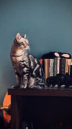 قطه egyptian mau للتبني 0