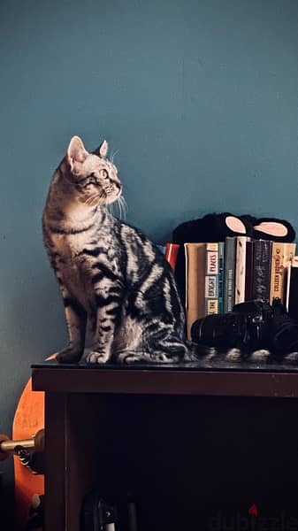 قطه egyptian mau للتبني 0