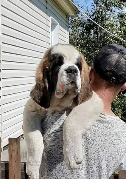 Saint Bernard puppies are available long-haired from Russia 0