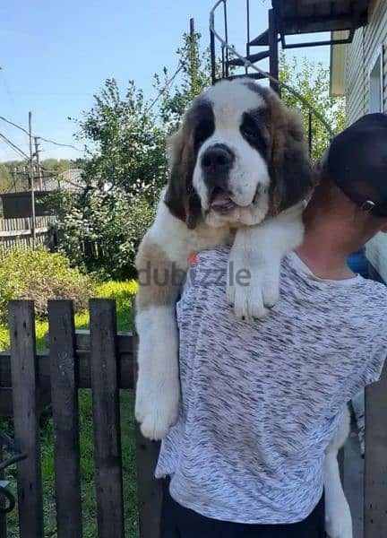 Saint Bernard puppies are available long-haired from Russia 1