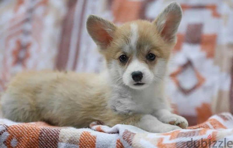 Pembroke Welsh Corgi puppies From Russia 0