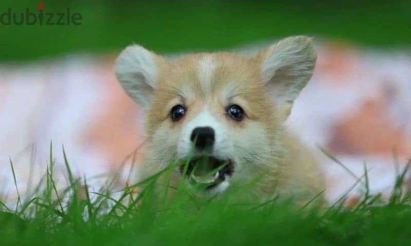 Pembroke Welsh Corgi puppies From Russia 2