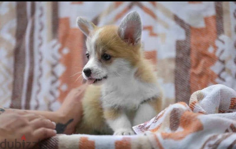 Pembroke Welsh Corgi puppies From Russia 3