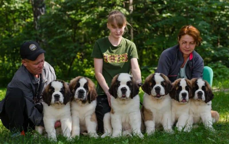 Saint Bernard puppy Boy from Russia 0