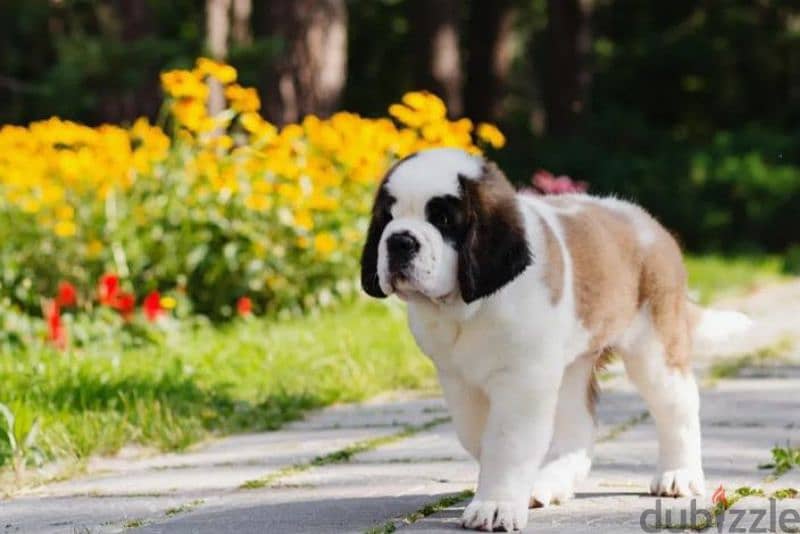 Saint Bernard puppy Boy from Russia 1