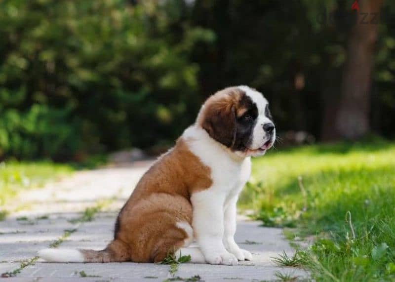 Saint Bernard puppy Boy from Russia 2