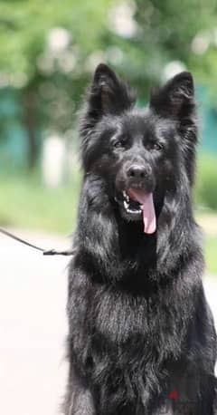 German shepherd black long-haired female From Russia 0