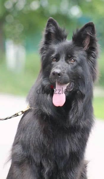 German shepherd black long-haired female From Russia 1