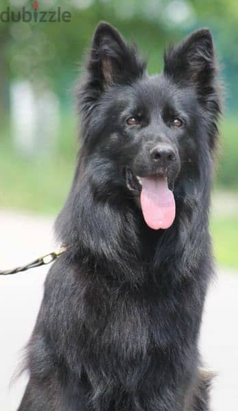 German shepherd black long-haired female From Russia 2