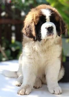 Saint Bernard puppy girl from Russia 0