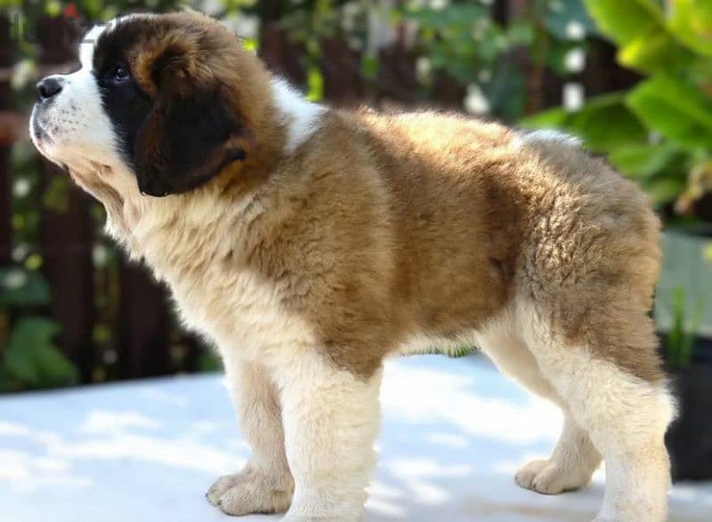 Saint Bernard puppy girl from Russia 1