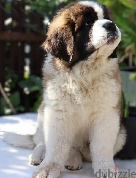 Saint Bernard puppy girl from Russia 2