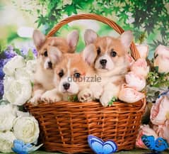 Wonderful Welsh Corgi Male From Russia