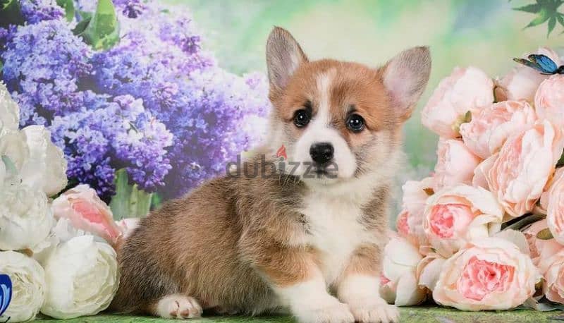 Wonderful Welsh Corgi Male From Russia 1